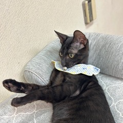 甘えん坊の黒猫ちゃん