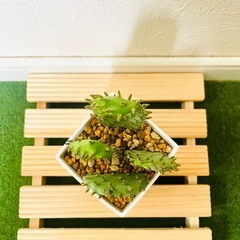 オプンチア　ウチワサボテン　観葉植物　多肉植物　鉢植え　そのまま飾れる　無機質の土【Ａ】の画像