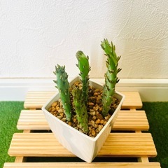 オプンチア　ウチワサボテン　観葉植物　多肉植物　鉢植え　そのまま飾れる　無機質の土【Ａ】の画像