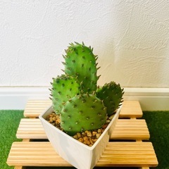オプンチア　ウチワサボテン　観葉植物　多肉植物　鉢植え　そのまま飾れる　無機質の土【Ａ】の画像