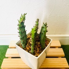 オプンチア　ウチワサボテン　観葉植物　多肉植物　鉢植え　そのまま飾れる　無機質の土【Ａ】の画像