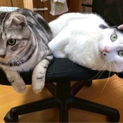 3匹同時に引き取ってくれる方を募集しています。 - 江戸川区