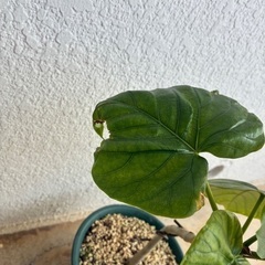 ウンベラータの画像