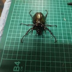 ②アトラスオオカブトオス単の画像