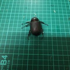 ②アトラスオオカブトオス単の画像