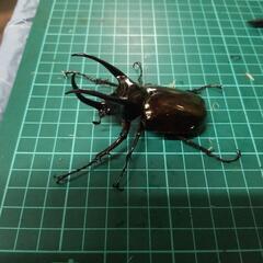 ②アトラスオオカブトオス単の画像