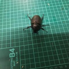 ②アトラスオオカブトオス単の画像