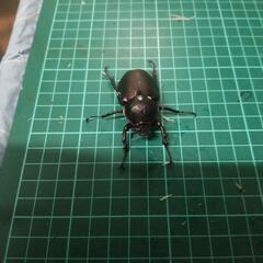 ③アトラスオオカブトペアーの画像