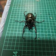 ③アトラスオオカブトペアーの画像