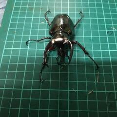④アトラスオオカブトペアーの画像