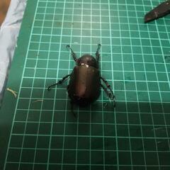 ④アトラスオオカブトペアーの画像