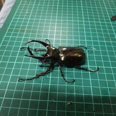 ④アトラスオオカブトペアーの画像