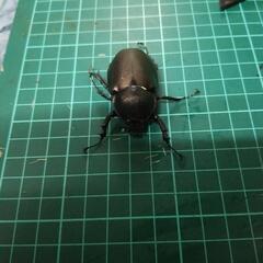④アトラスオオカブトペアーの画像
