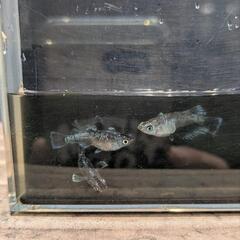 メダカ【ミッドナイトフリル】体外光　６匹の画像