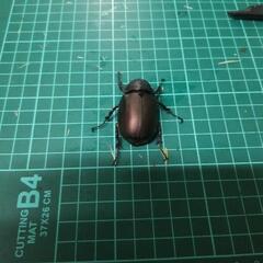 ⑤アトラスオオカブトペアーの画像