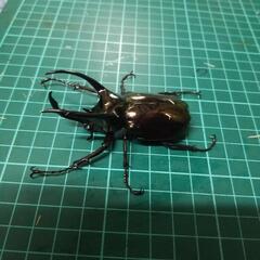 ⑤アトラスオオカブトペアーの画像