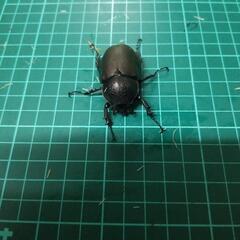 ⑤アトラスオオカブトペアーの画像