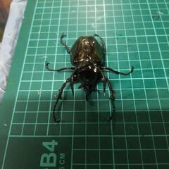 ⑤アトラスオオカブトペアーの画像
