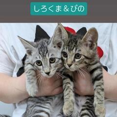 保護子にゃん🐾繋がる譲渡会in大江コミセン