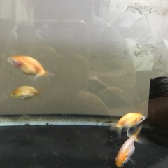 金魚3匹セットの画像