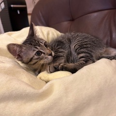 子猫の野良猫保護しました。里親募集です。