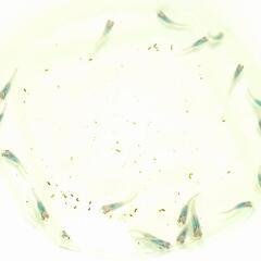 深海メダカ　幼魚20匹　めだかの画像