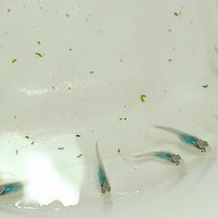 深海メダカ　幼魚20匹　めだかの画像