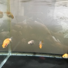 金魚3匹セットの画像