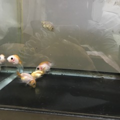 金魚3匹セットの画像
