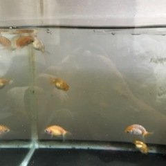金魚3匹セットの画像