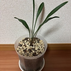 原種　サンスベリア　コンシンナ　スプーンリーフ　ポットのまま発送いたします！の画像
