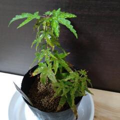盆栽素材の画像