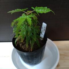 盆栽素材の画像