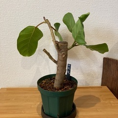 観葉植物アフリカンプリンスT-01の画像
