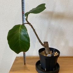 観葉植物アフリカンプリンスT-01の画像
