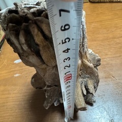 流木（大）金魚の巣の画像