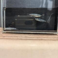 メダカ【サファイア】　６匹の画像