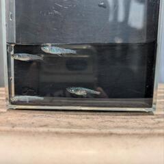 メダカ【サファイア】　６匹の画像