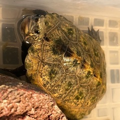 （決まりました）可愛いイシガメ満１歳