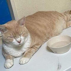 （至急募集）某神社に2回も捨てられた人馴れ猫ちゃん茶々丸