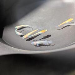 メダカ【王華】６匹の画像