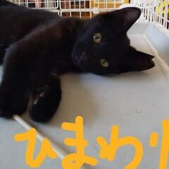 ひまわり♀　8月10日㈰立川市すみれペットクリニック様での譲渡会...