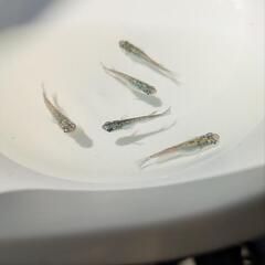 メダカ【ネプチューン】　６匹の画像