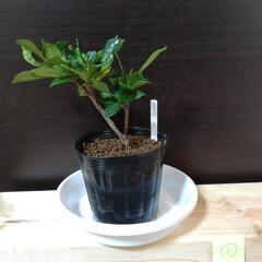 盆栽素材の画像