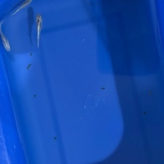 幹之メダカ（稚魚）の画像