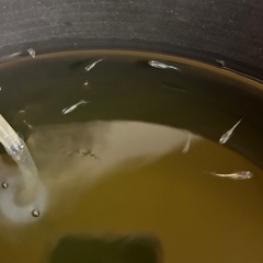 幹之メダカ（稚魚）の画像