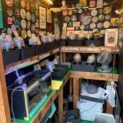 【五桜メダカ】 8月9日　横須賀めだか無人販売