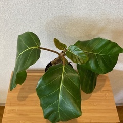 観葉植物アフリカンプリンスT-02の画像