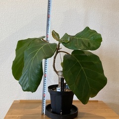 観葉植物アフリカンプリンスT-02の画像