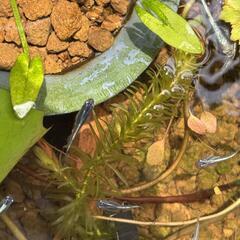 メダカ　ミックス鉢　稚魚10匹　100円の画像